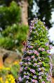TajinasteRosa(Echium Wildpretii ss Trichosiiphon)Endemismos-07062021